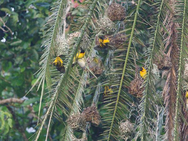 <h3><a href="/trips/tanzania/biota/animalia/chordata/aves/040 passeriformes/114 ploceidae/ploceus cucullatus/ploceus cucullatus-nl.html">Ploceus&nbsp;cucullatus</a> / Village&nbsp;weaver / Grote&nbsp;textorwever</h3>OM-1 Mark II met OLYMPUS M.150-400mm F4.5 TC, 1/640 sec  bij F5.6, ISO 10000, afstand 39.6&nbsp;m